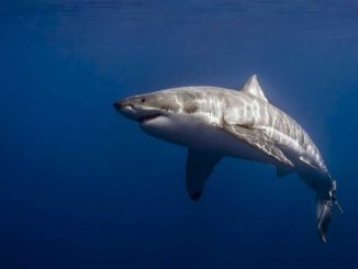 Нейромережу навчили розпізнавати акул по плавника