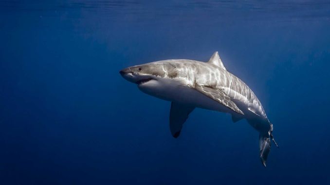 Нейромережу навчили розпізнавати акул по плавника