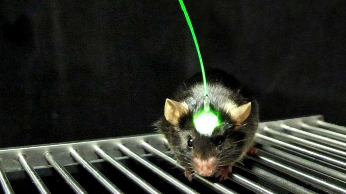 Корейські вчені створили дистанційно керованих мишей